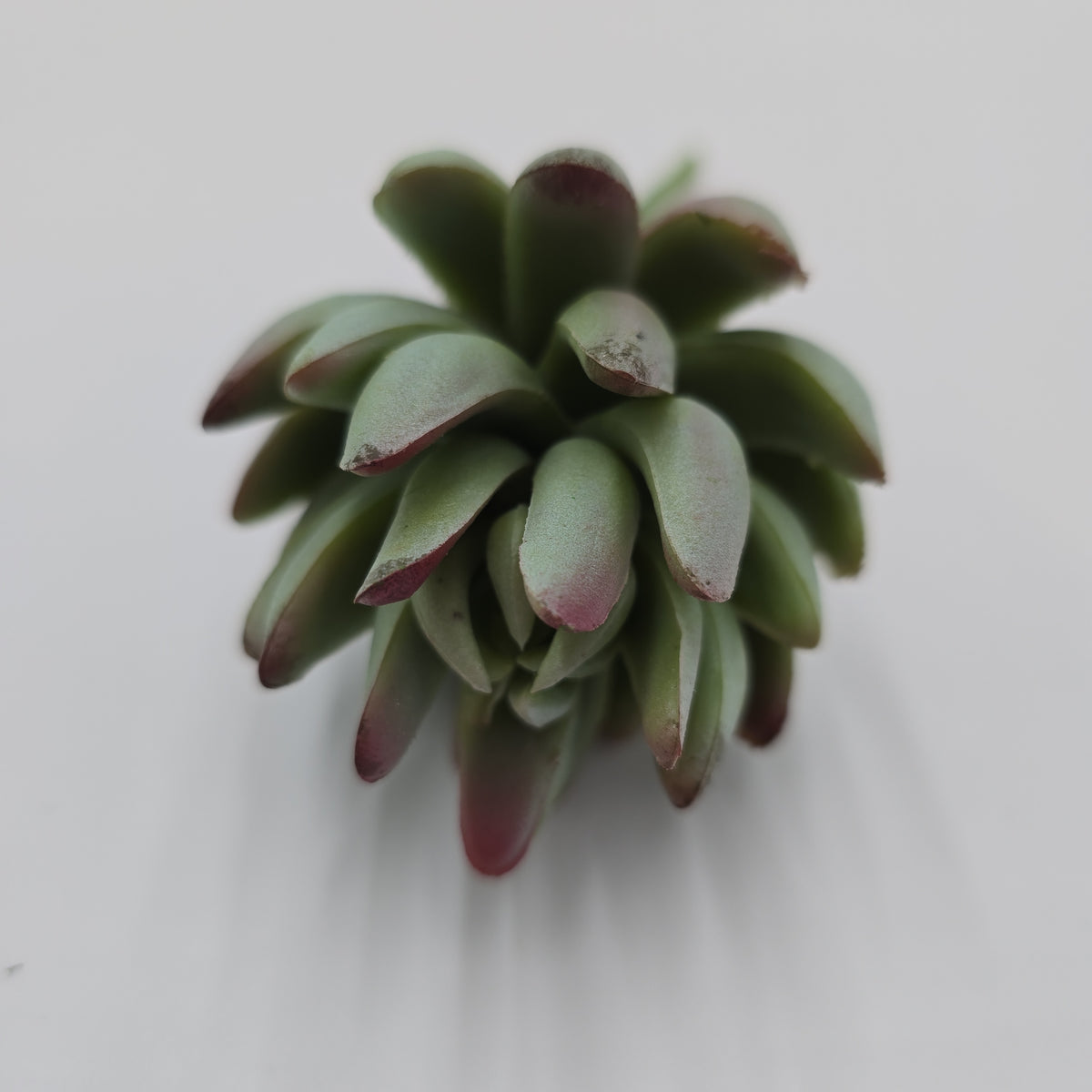 6.5&quot;SENECIO--CS5765