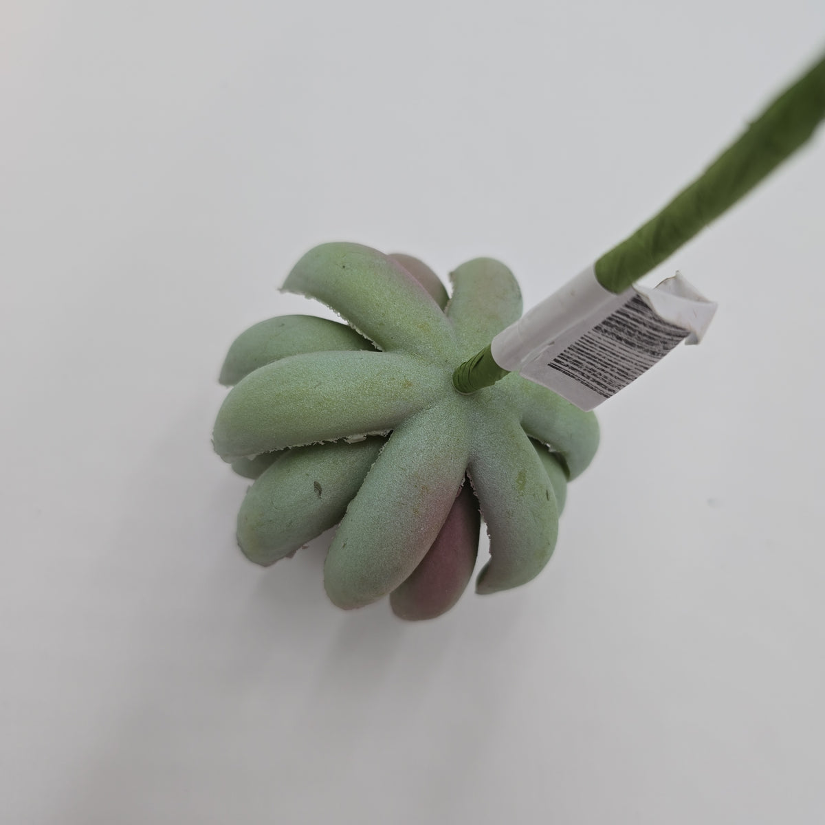 6.5&quot;SENECIO--CS5765