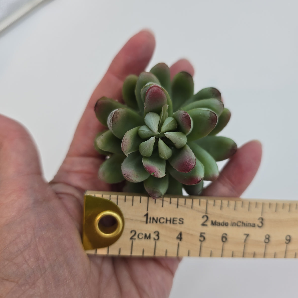 6.5&quot;SENECIO--CS5765