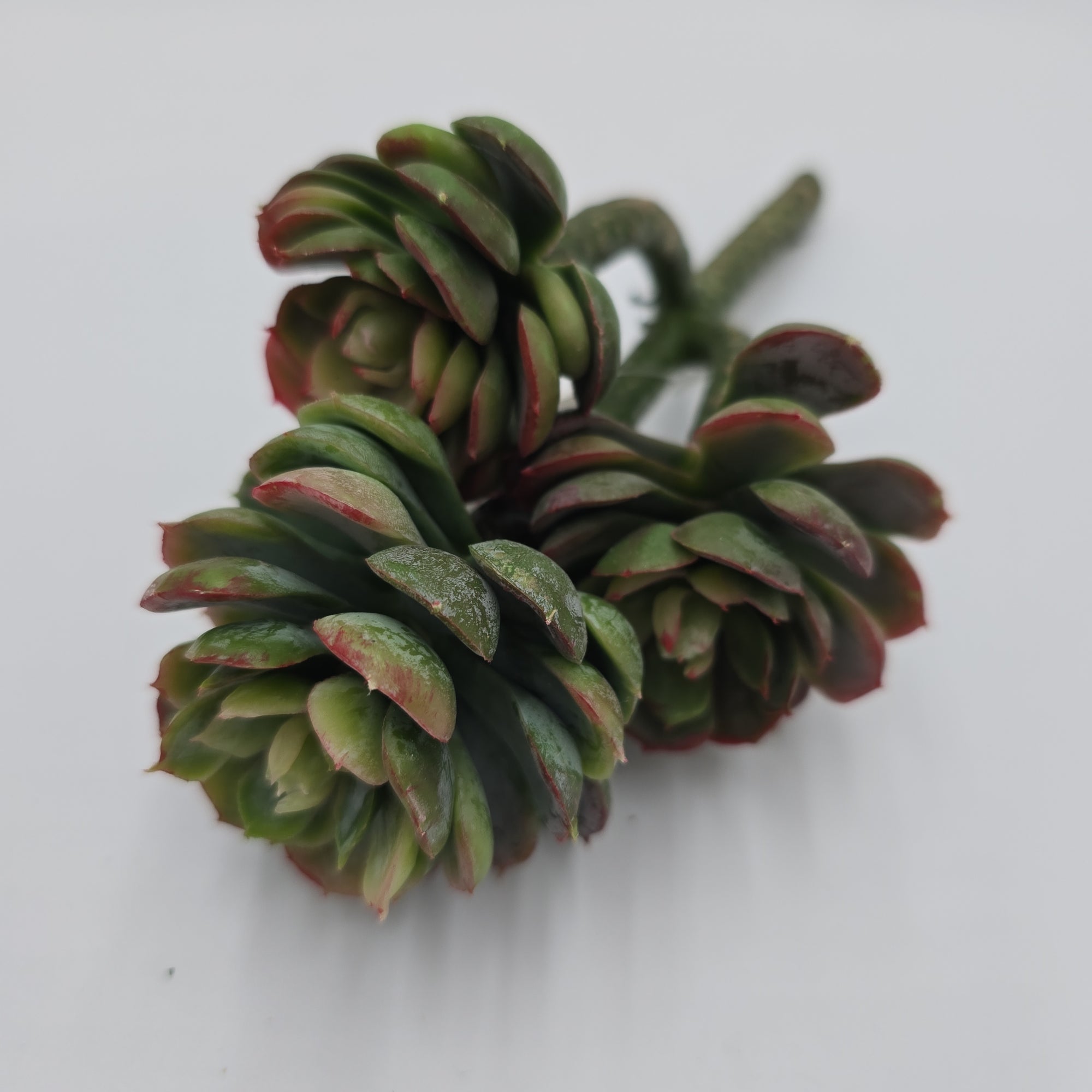 10" Hen & Chick Succulent--#ch8637-gr/mv