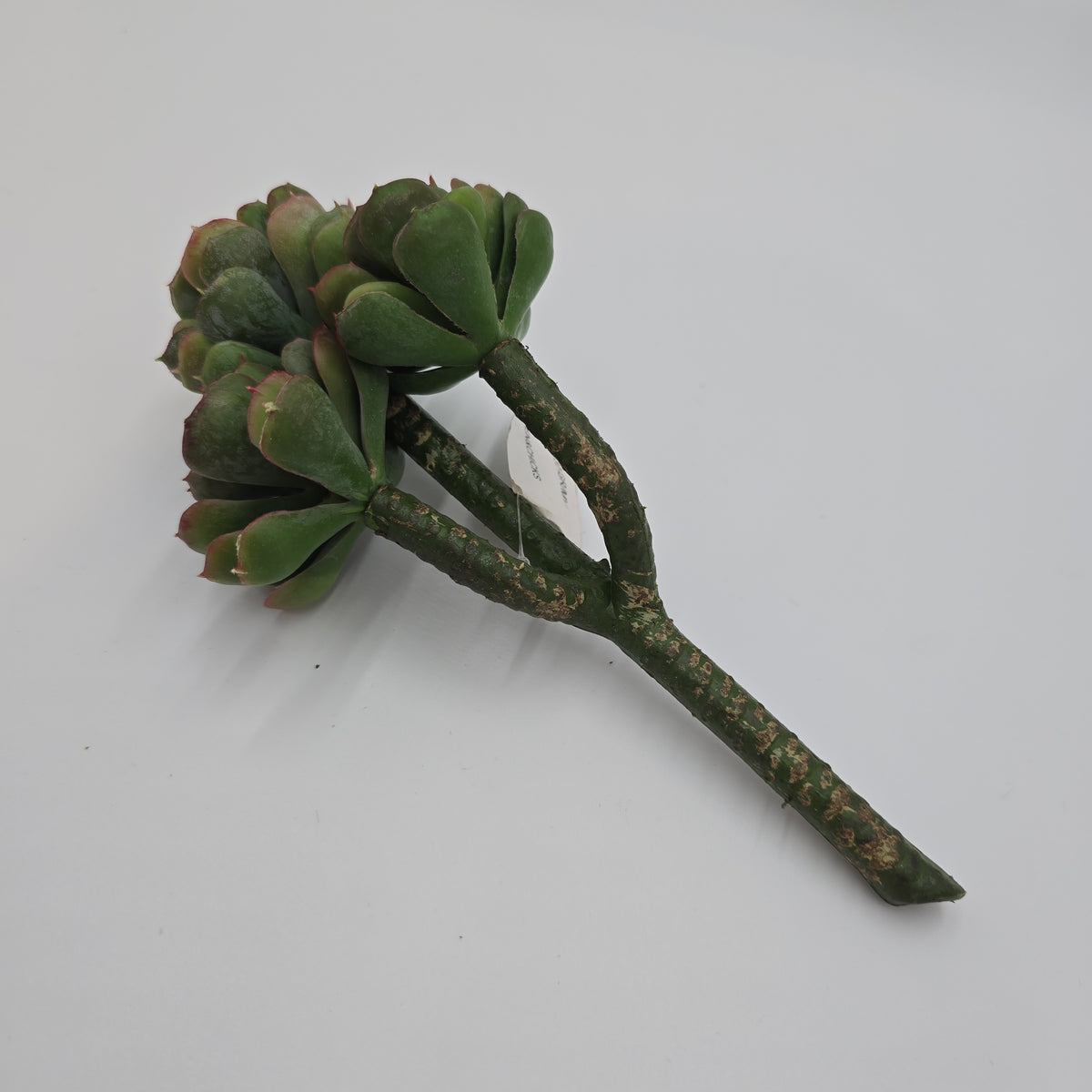 10&quot; Hen &amp; Chick Succulent--#ch8637-gr/mv