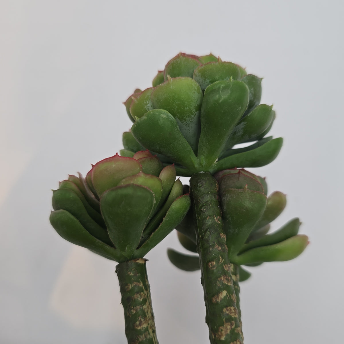 10&quot; Hen &amp; Chick Succulent--#ch8637-gr/mv