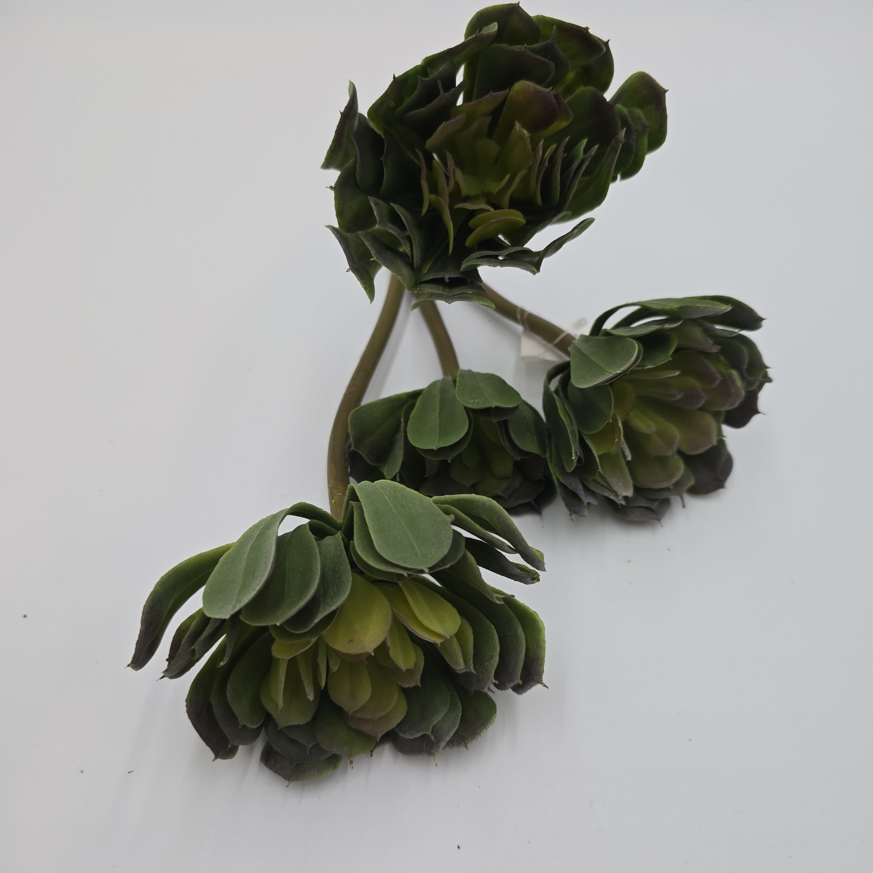 succulent echeveria tall Echeveria--13" Succulent (TALL)