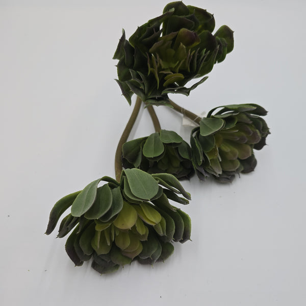 tall echeveria succulent Echeveria--13" Succulent (TALL)