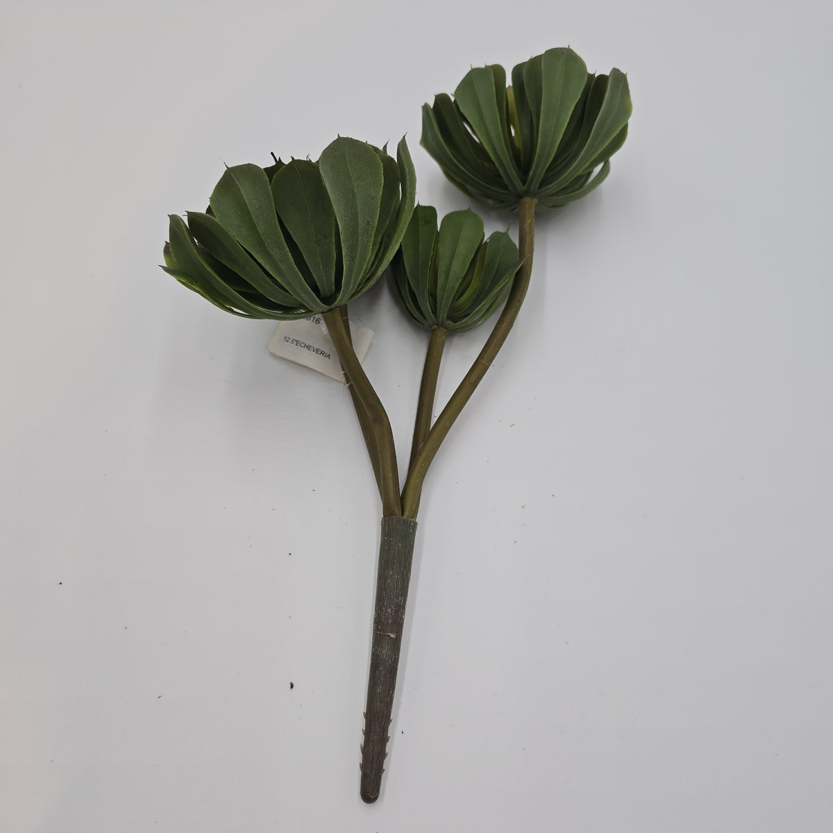 Echeveria--13&quot; Succulent (TALL)