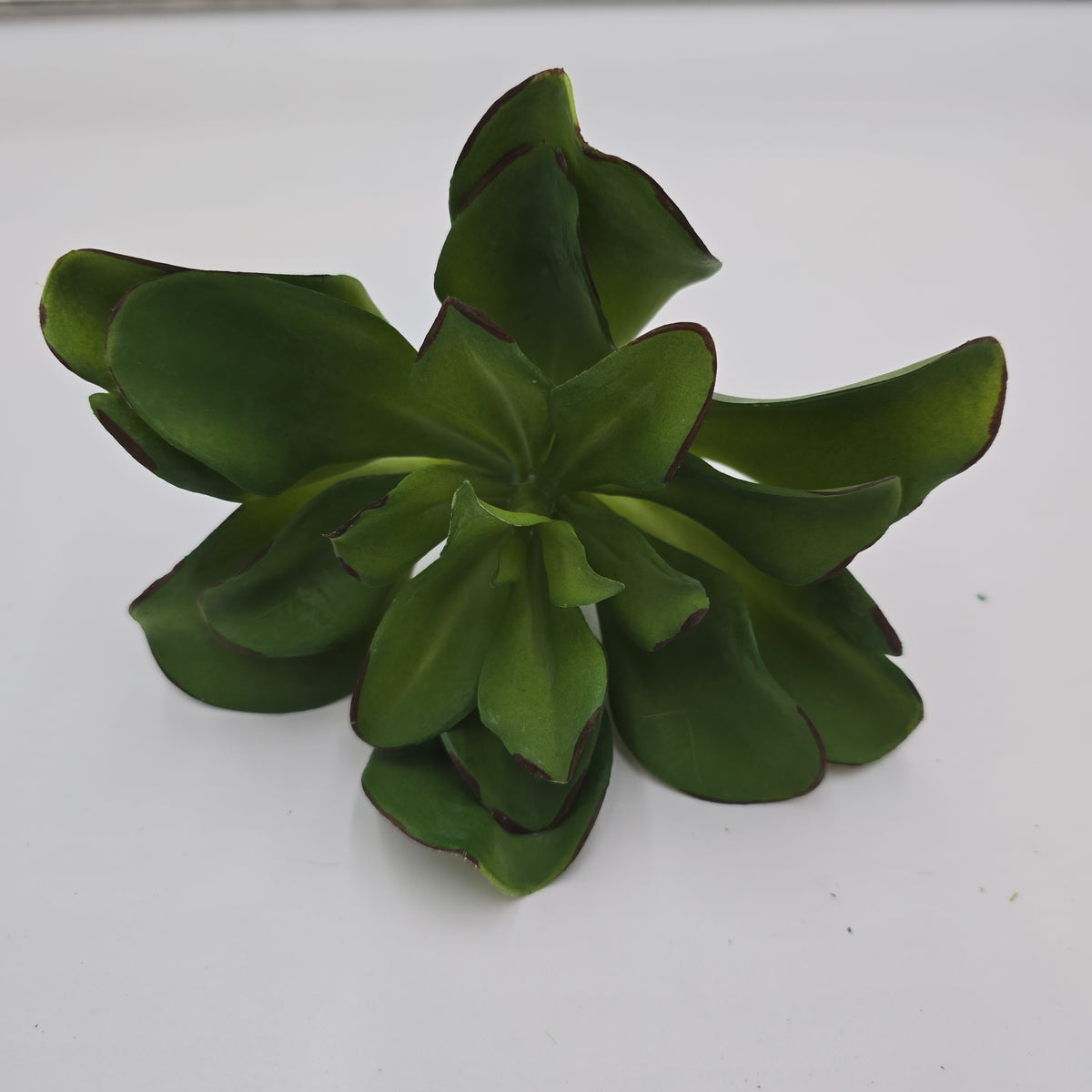 Kalanchoe Succulent--7&quot; (LG)