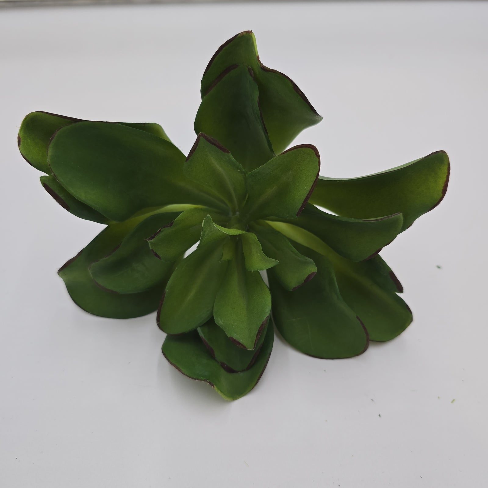 Kalanchoe Succulent--7" (LG)