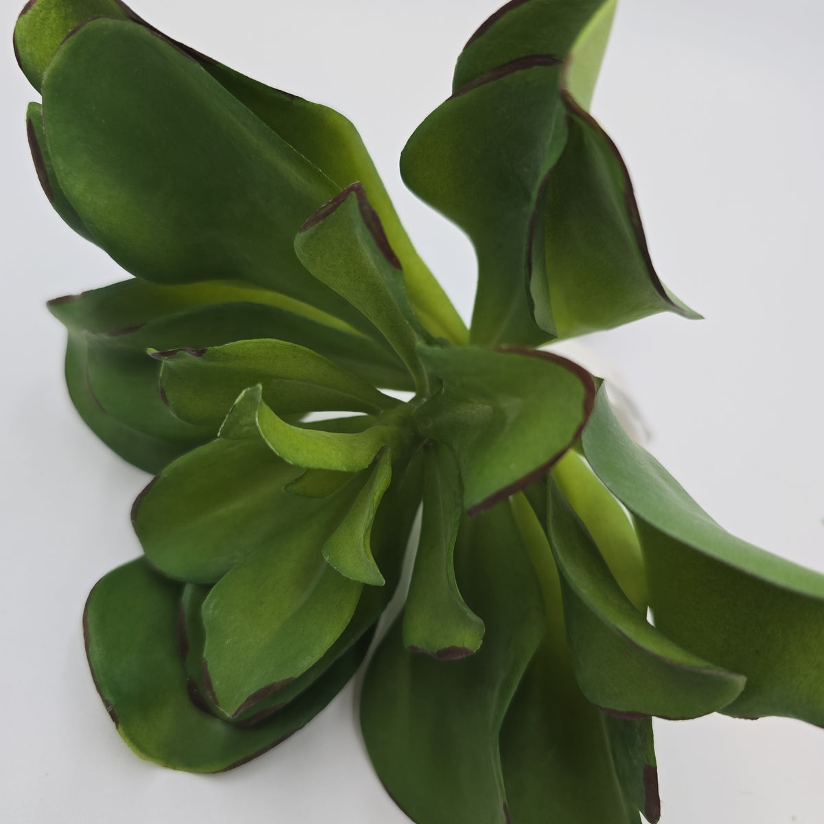 Kalanchoe Succulent--7&quot; (LG)