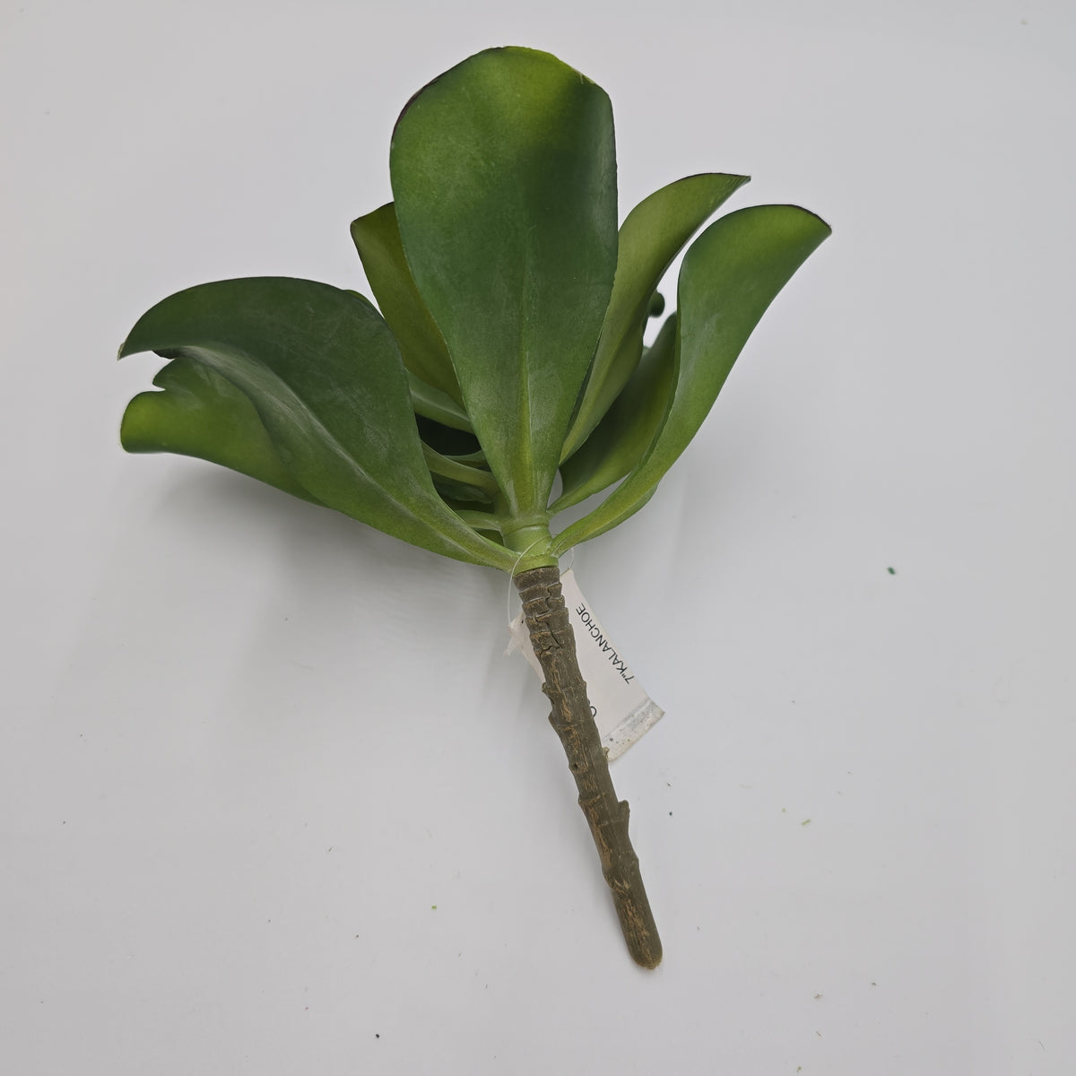 Kalanchoe Succulent--7&quot; (LG)