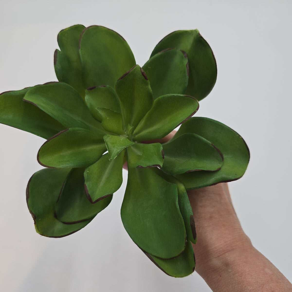 Kalanchoe Succulent--7&quot; (LG)