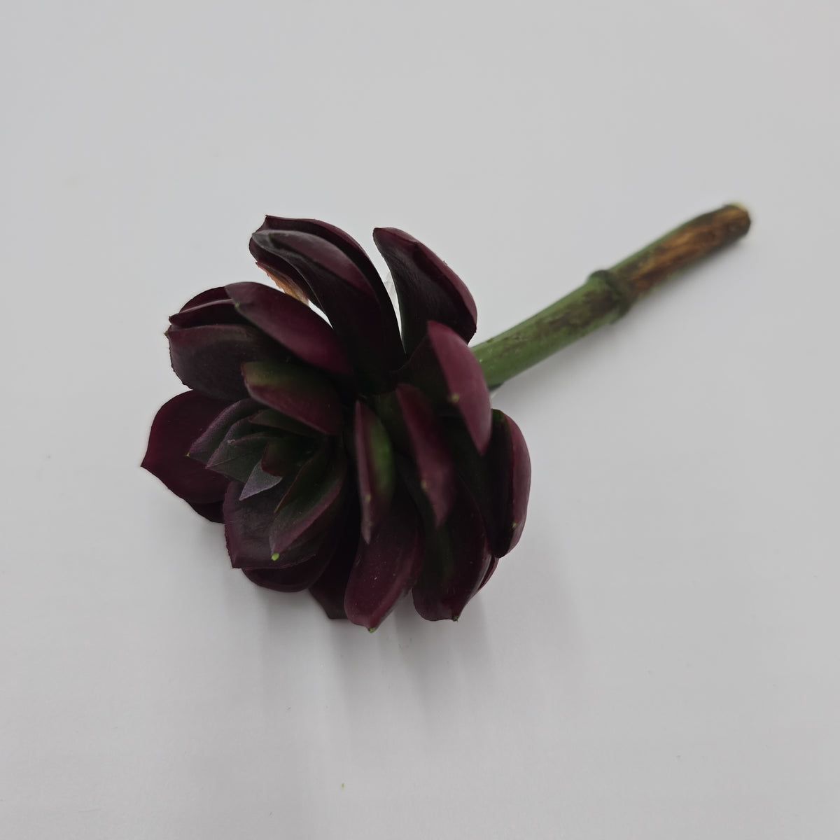 5H ECHEVERIA--CE8227-BU/GR