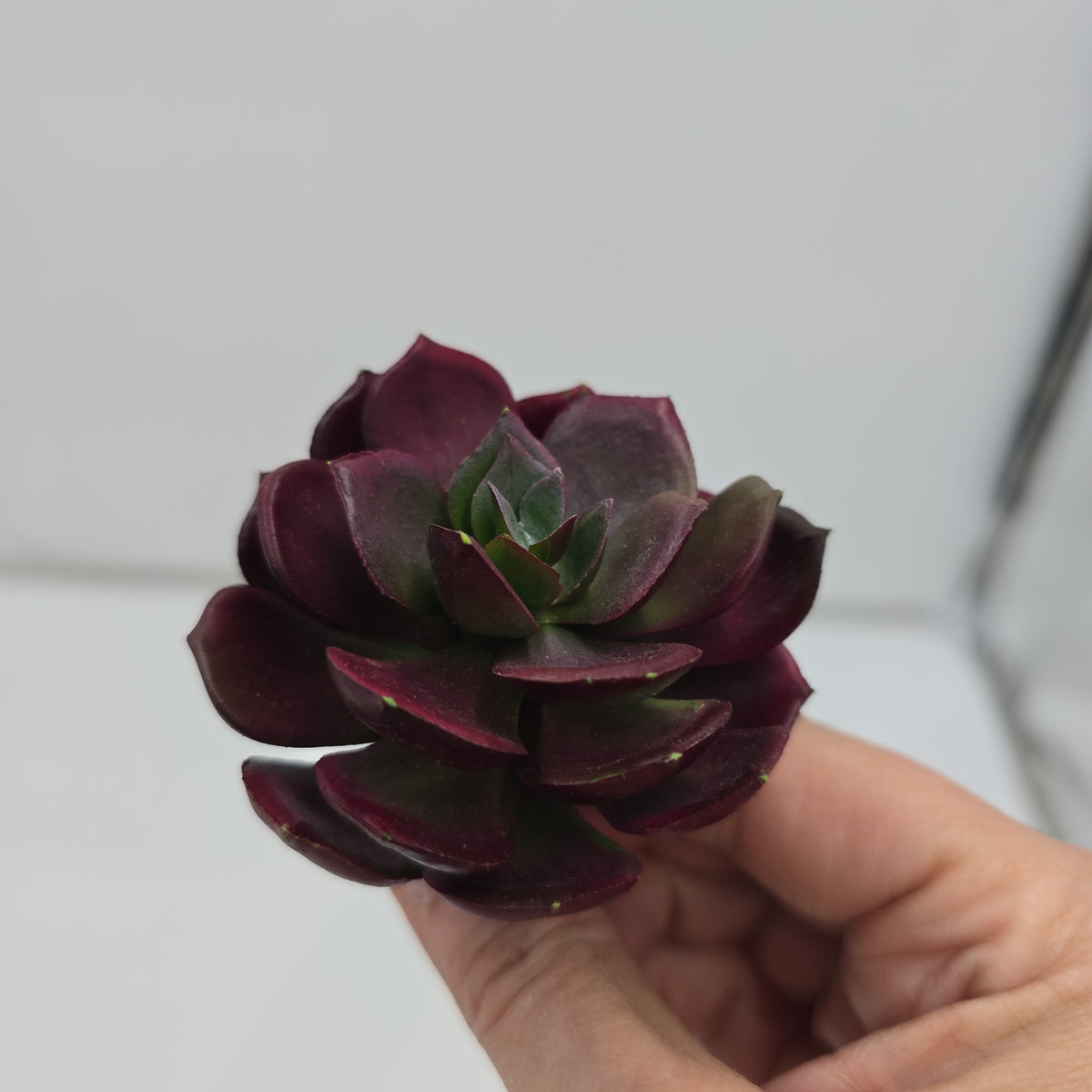 5H ECHEVERIA--CE8227-BU/GR
