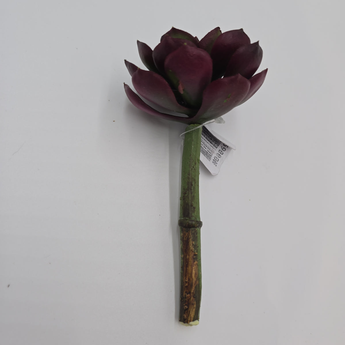 5H ECHEVERIA--CE8227-BU/GR