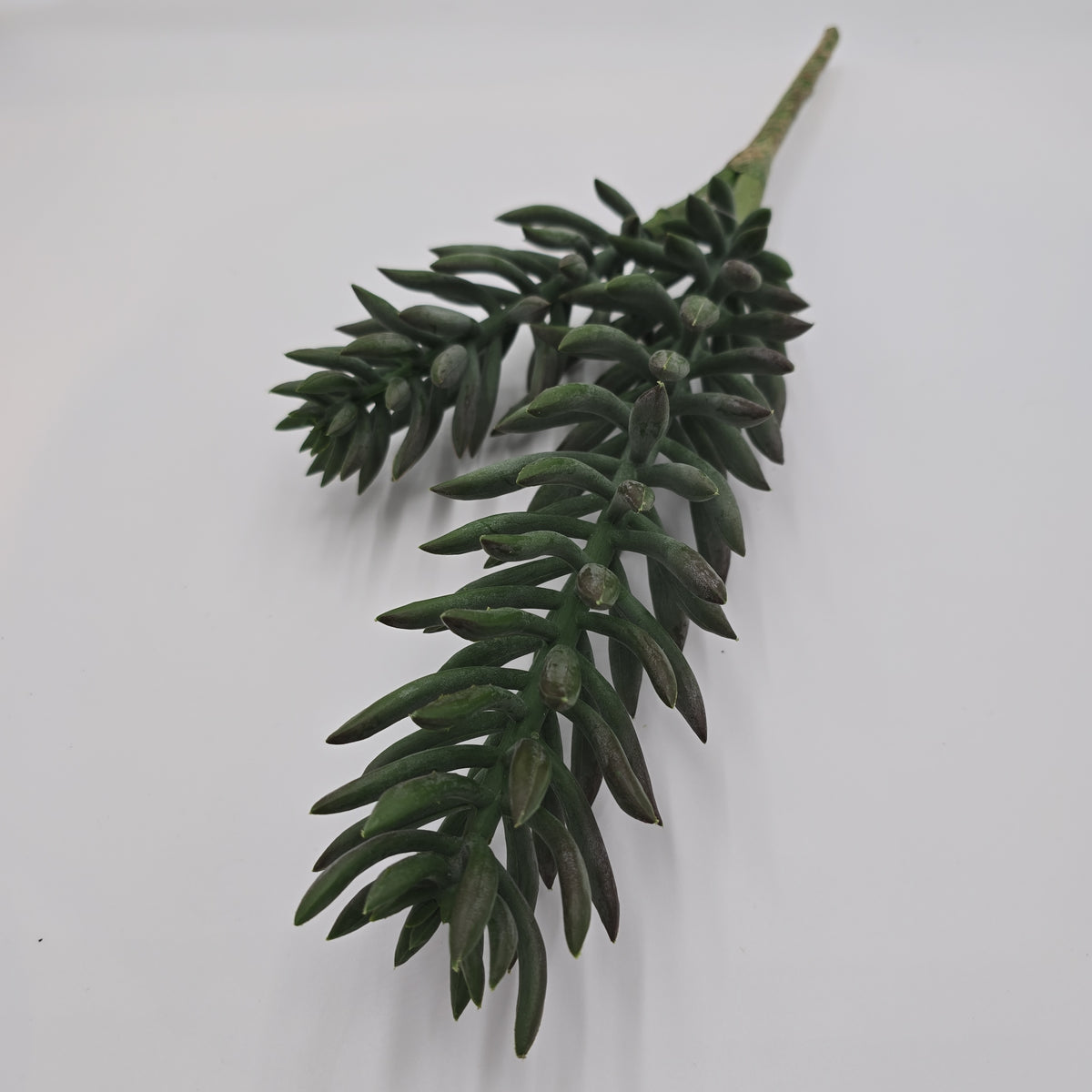 20&quot; Senecio Succulent--#cks805-gr