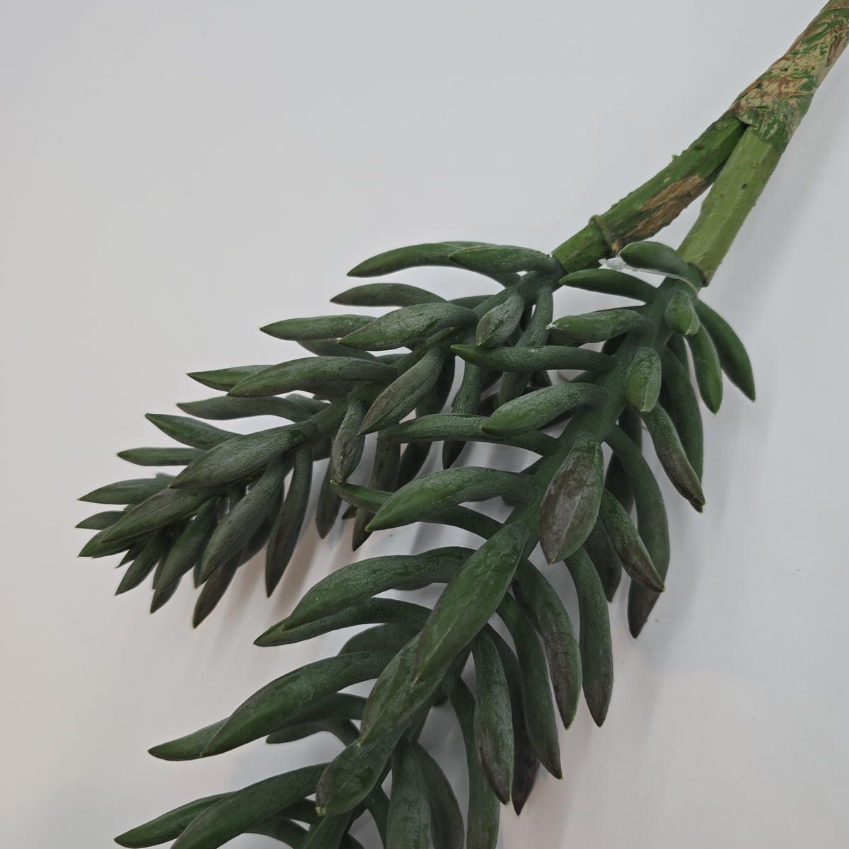 20&quot; Senecio Succulent--#cks805-gr