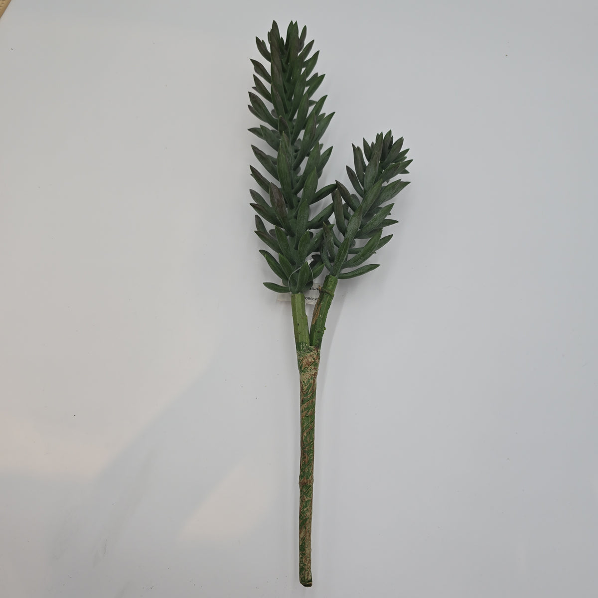 20&quot; Senecio Succulent--#cks805-gr