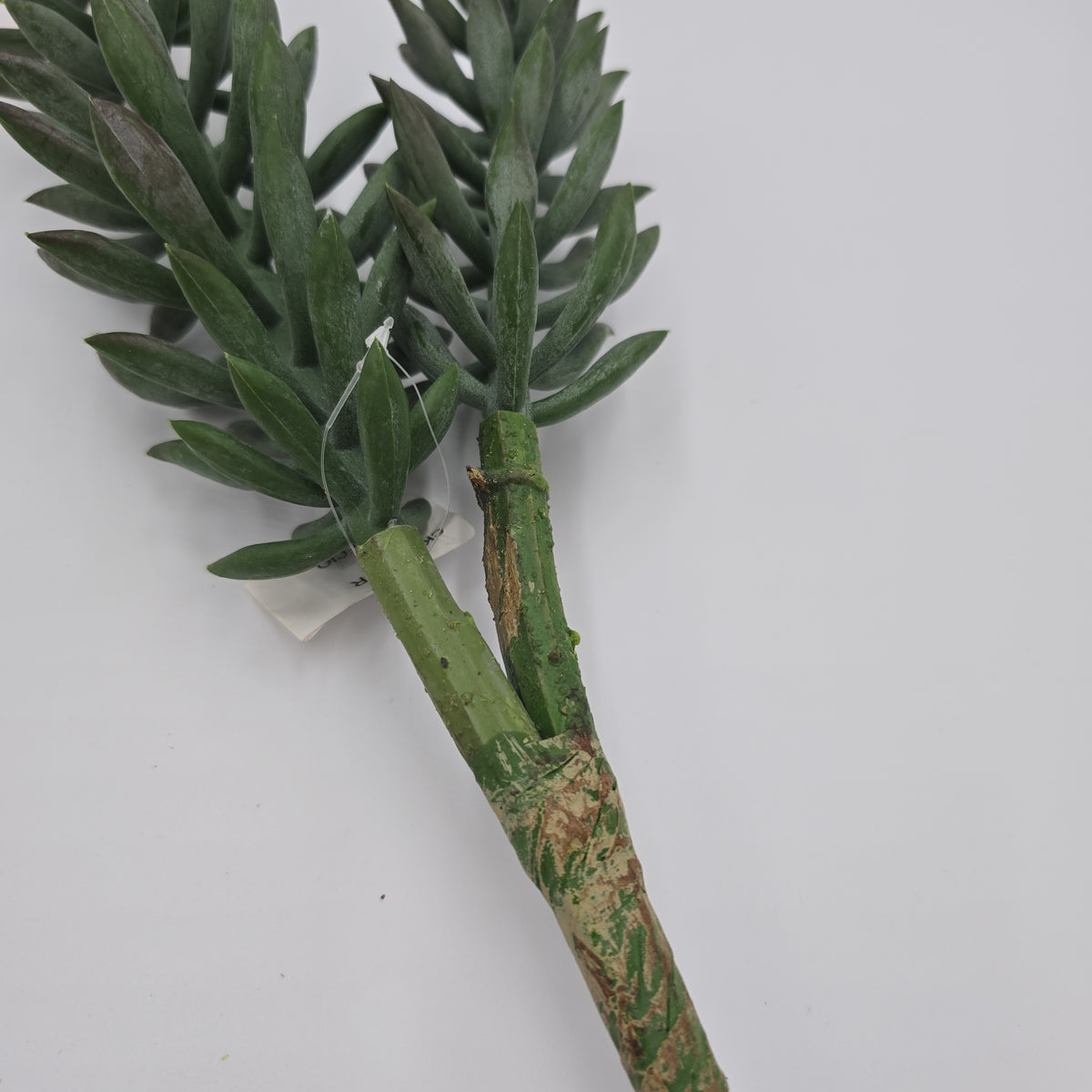 20&quot; Senecio Succulent--#cks805-gr