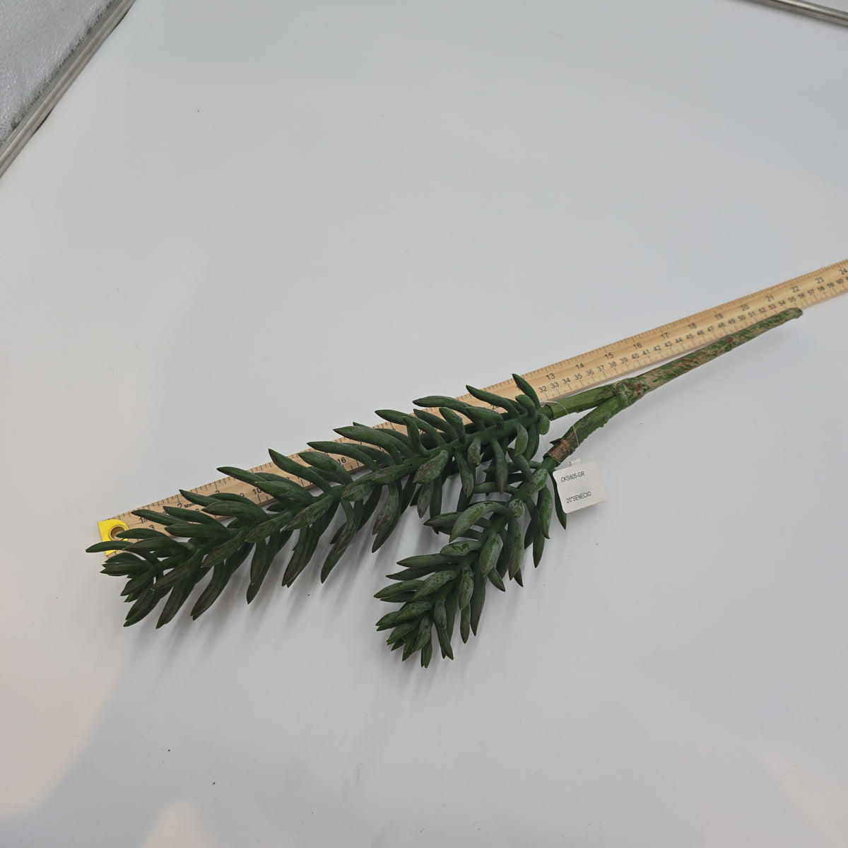 20&quot; Senecio Succulent--#cks805-gr