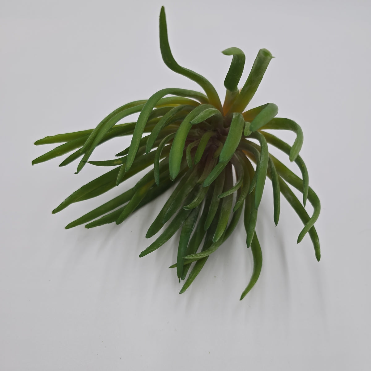 Spike Aeonium--#ca0190