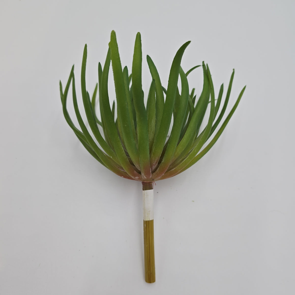 Spike Aeonium--#ca0190