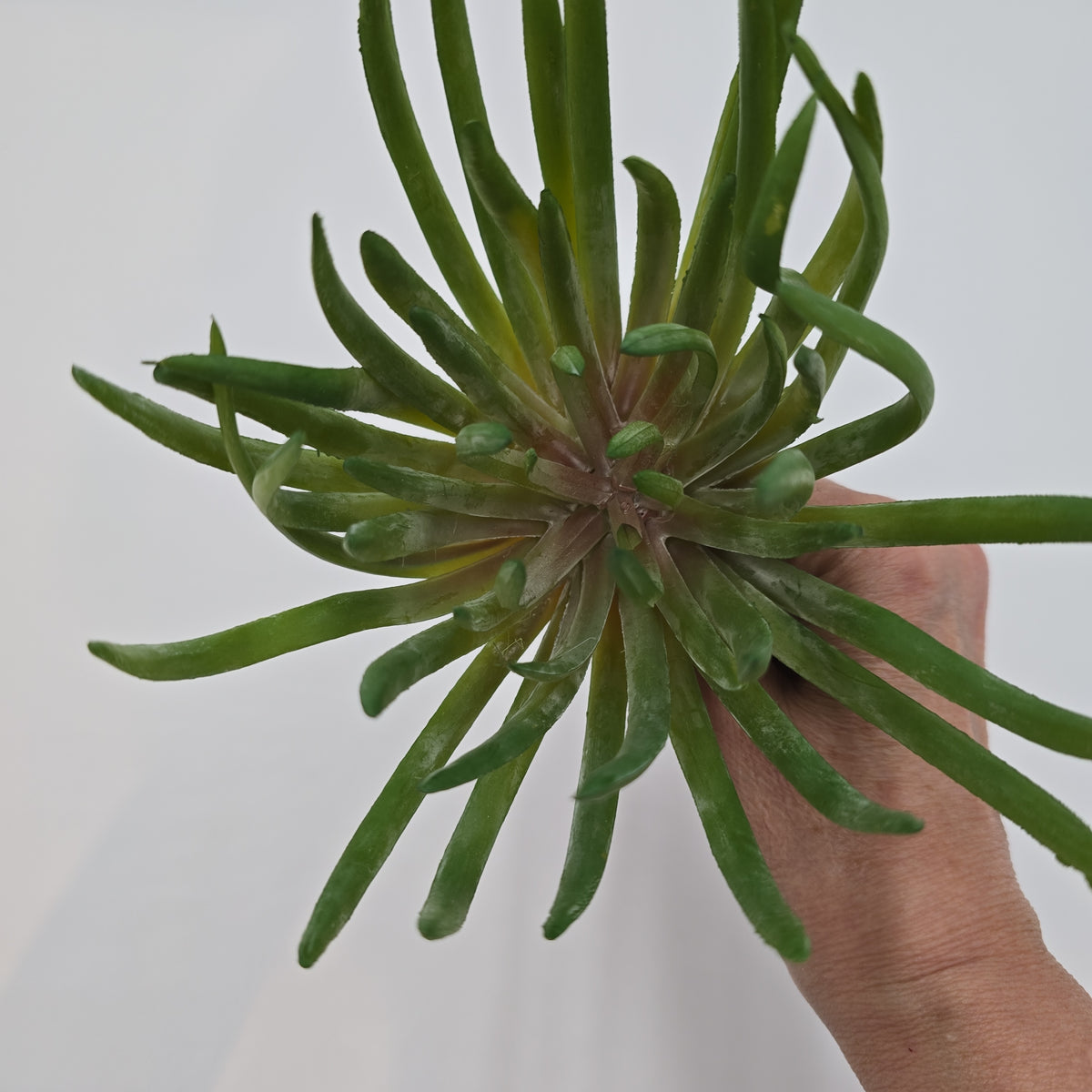 Spike Aeonium--#ca0190