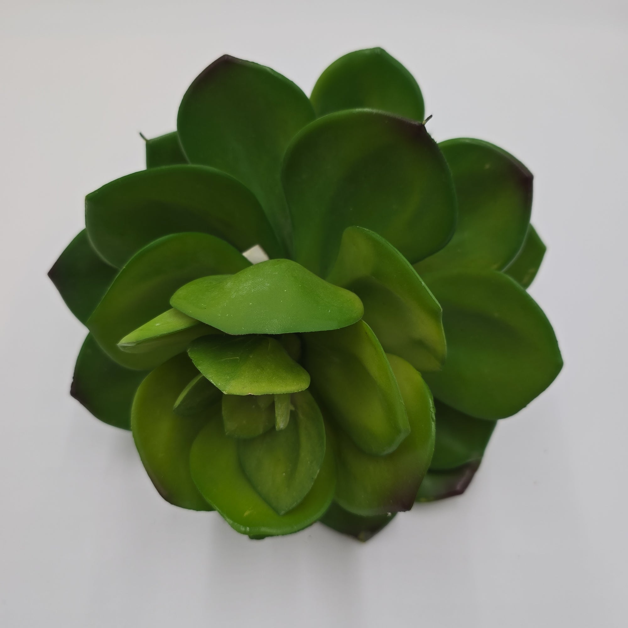 Giant Echeveria-#ce0132-gr