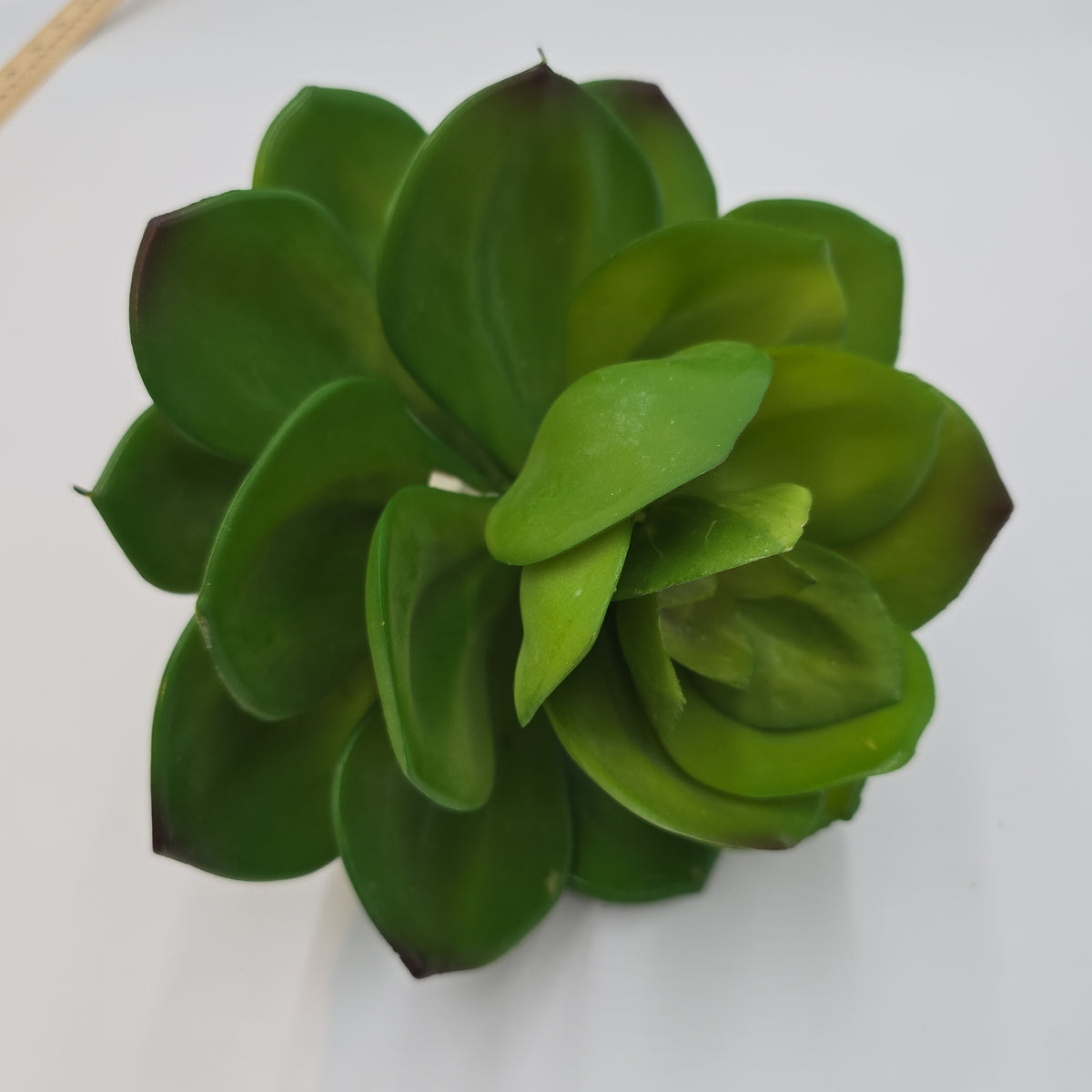 Giant Echeveria-#ce0132-gr