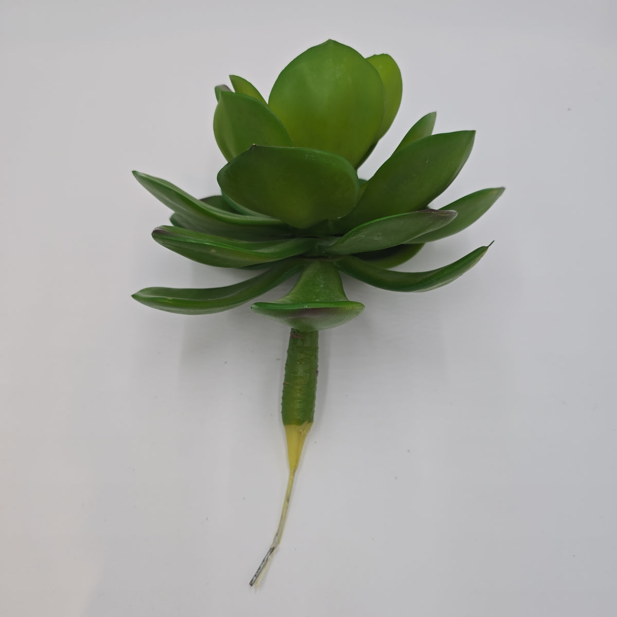 Giant Echeveria-#ce0132-gr