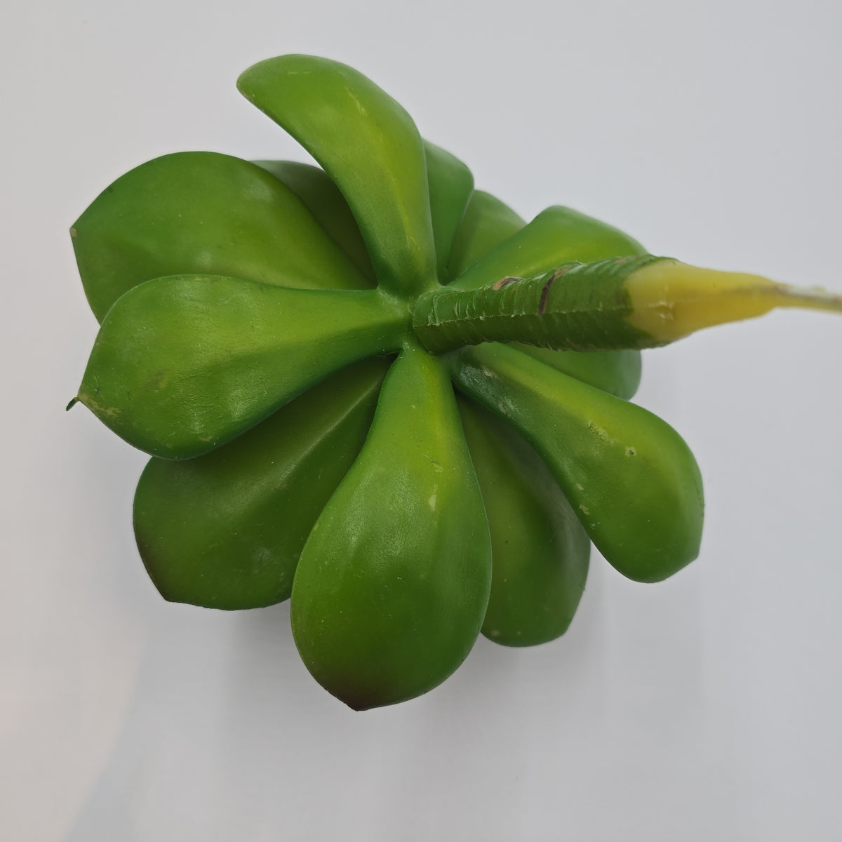 Giant Echeveria-#ce0132-gr