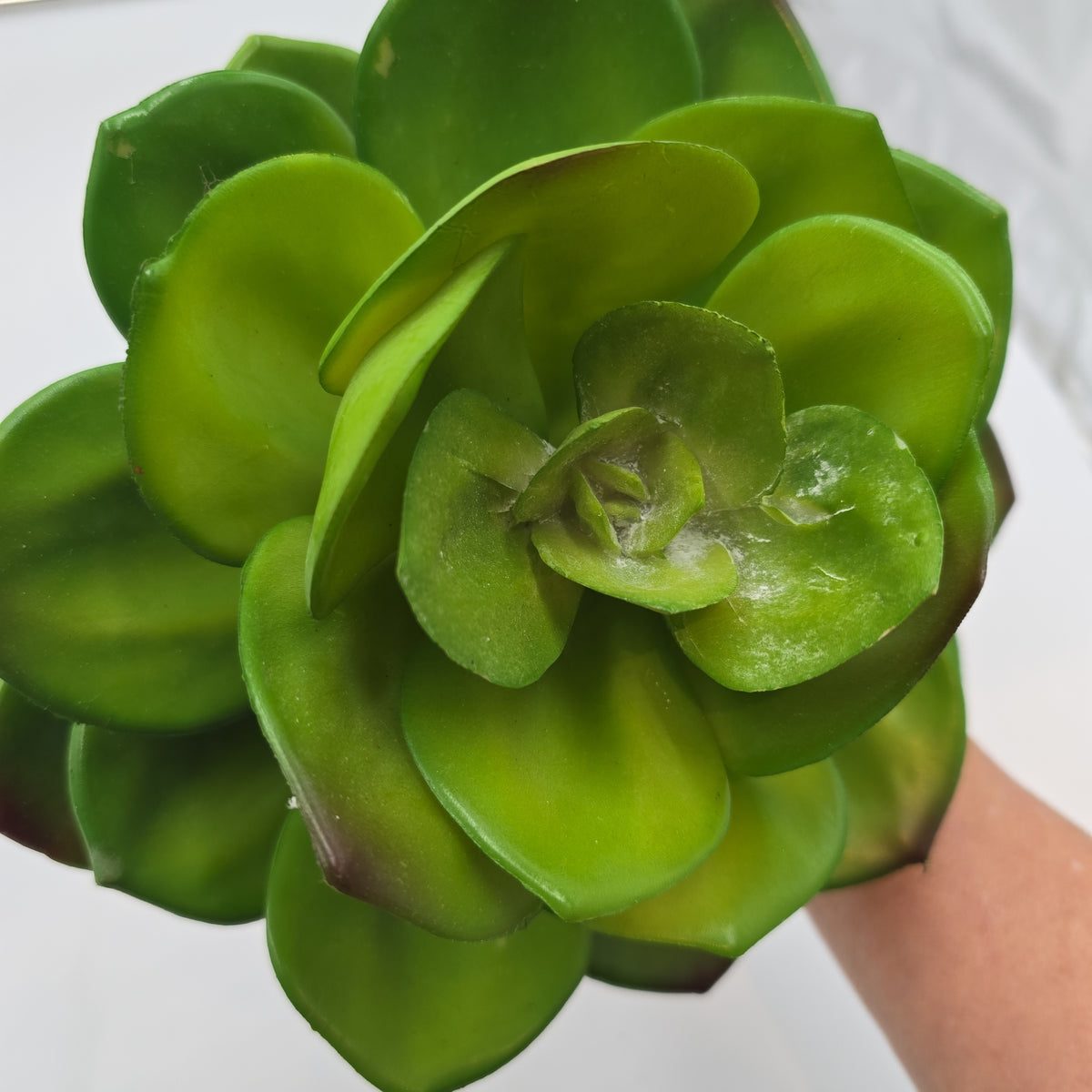 Giant Echeveria-#ce0132-gr