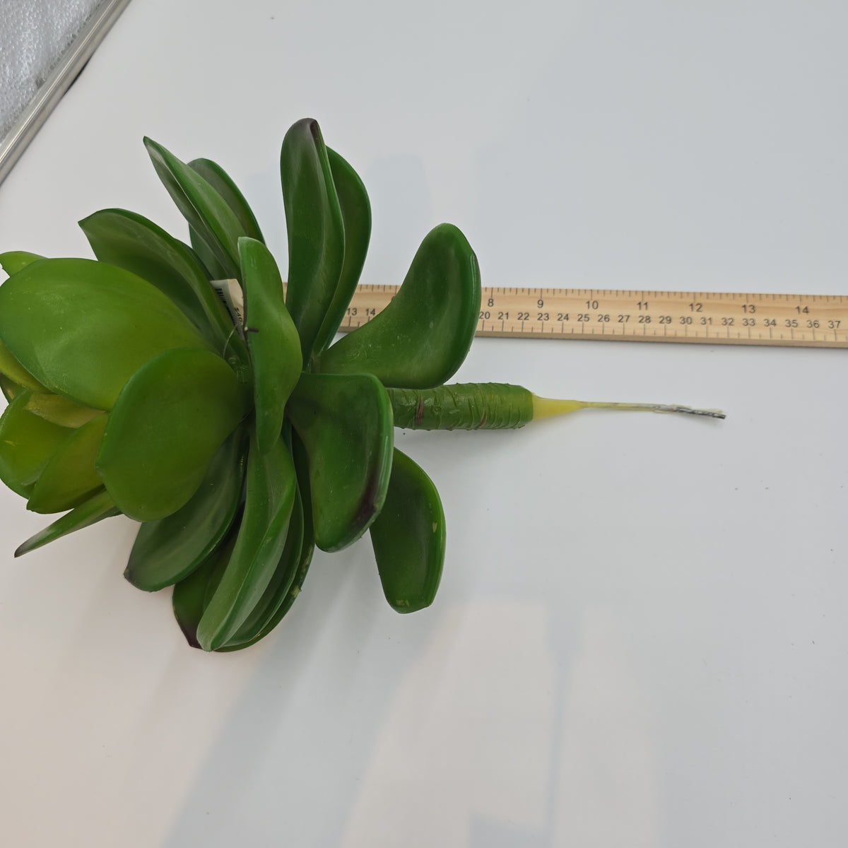 Giant Echeveria-#ce0132-gr