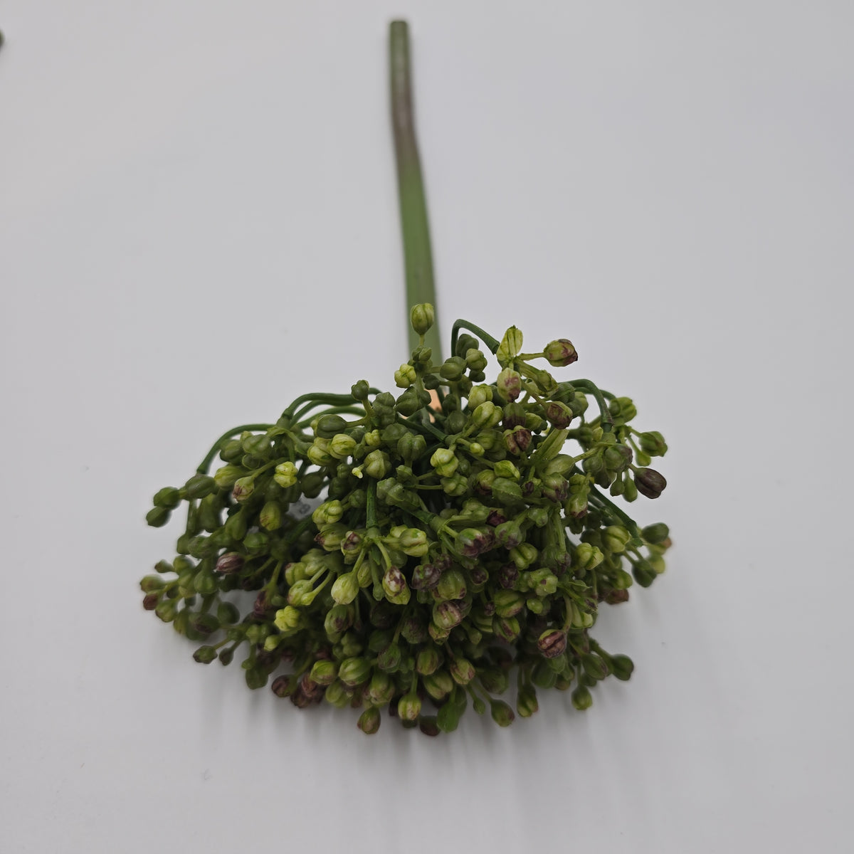 12&quot; Allium stem/Buds--#fsa662