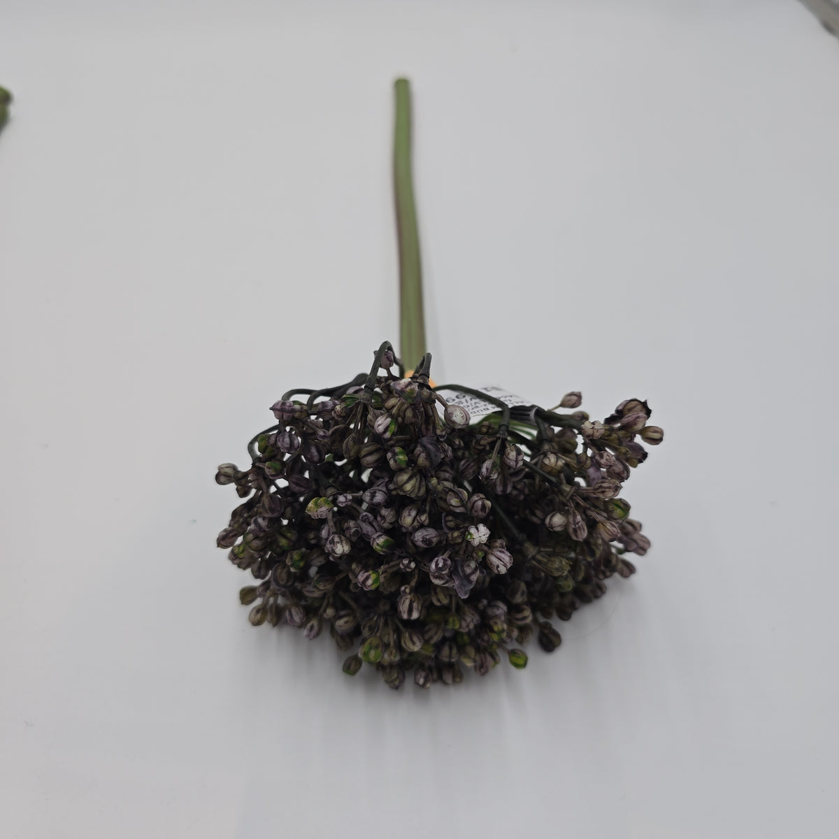 12&quot; Allium stem/Buds--#fsa662