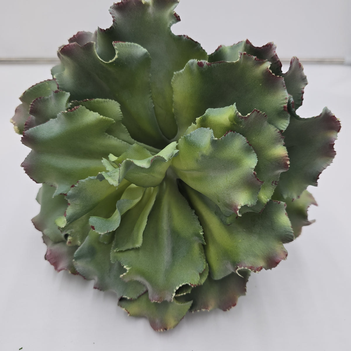 14&quot; Ruffled Echeveria-#ce1132
