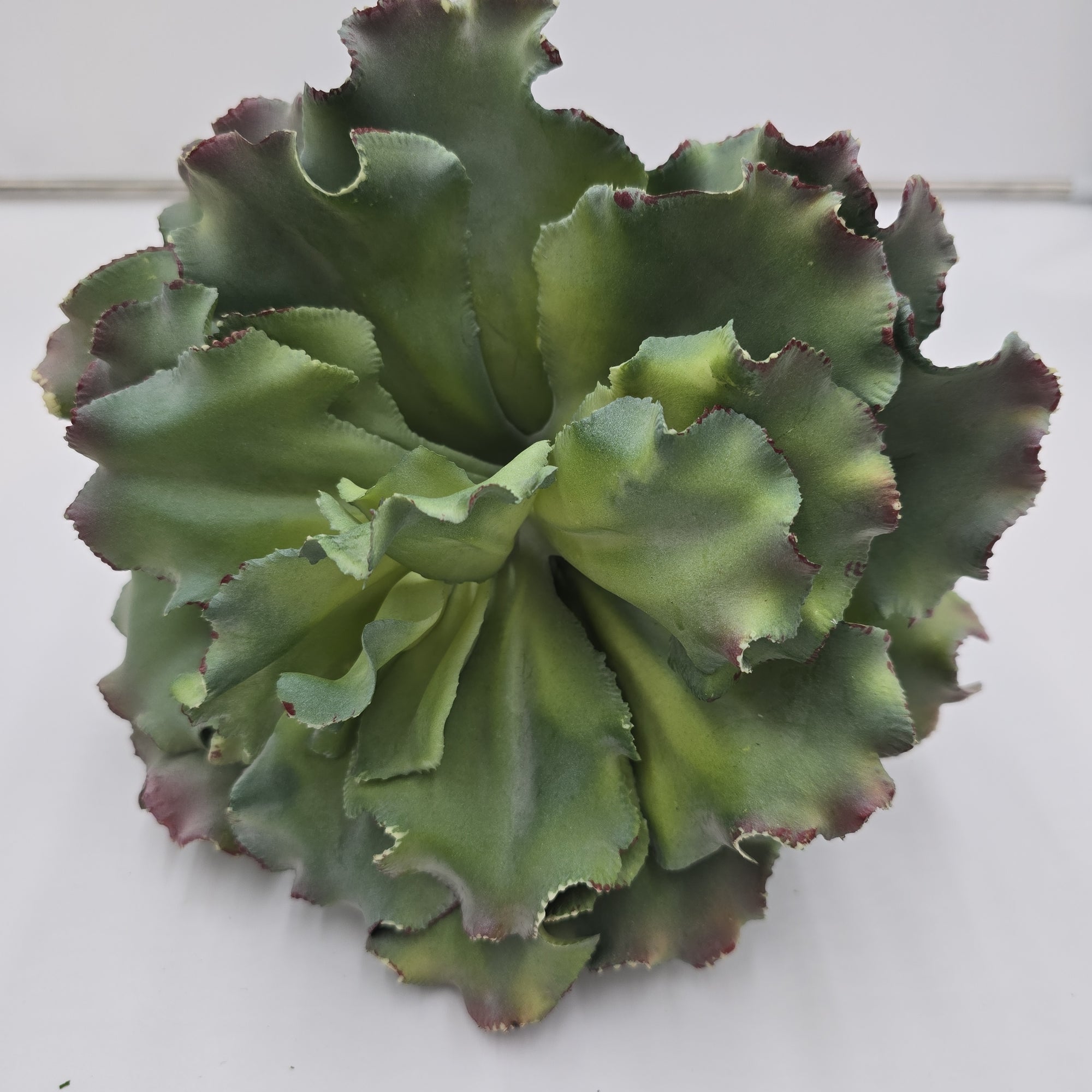 14" Ruffled Echeveria-#ce1132