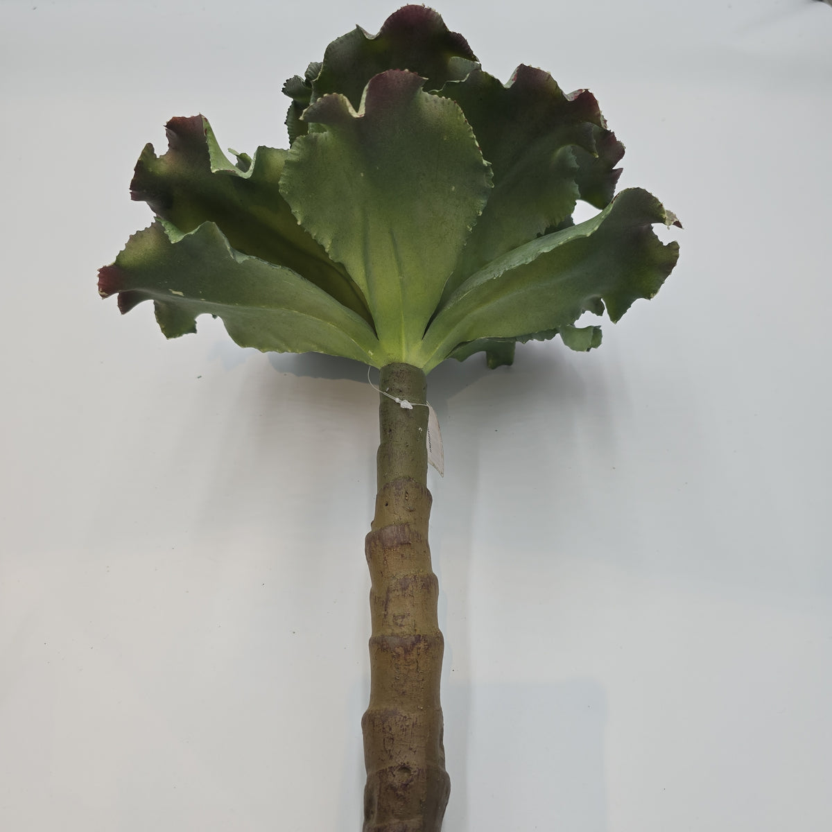 14&quot; Ruffled Echeveria-#ce1132