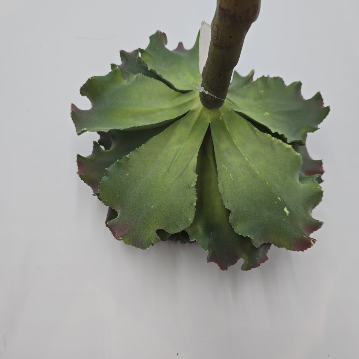 14&quot; Ruffled Echeveria-#ce1132