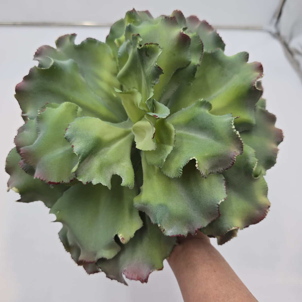 14&quot; Ruffled Echeveria-#ce1132