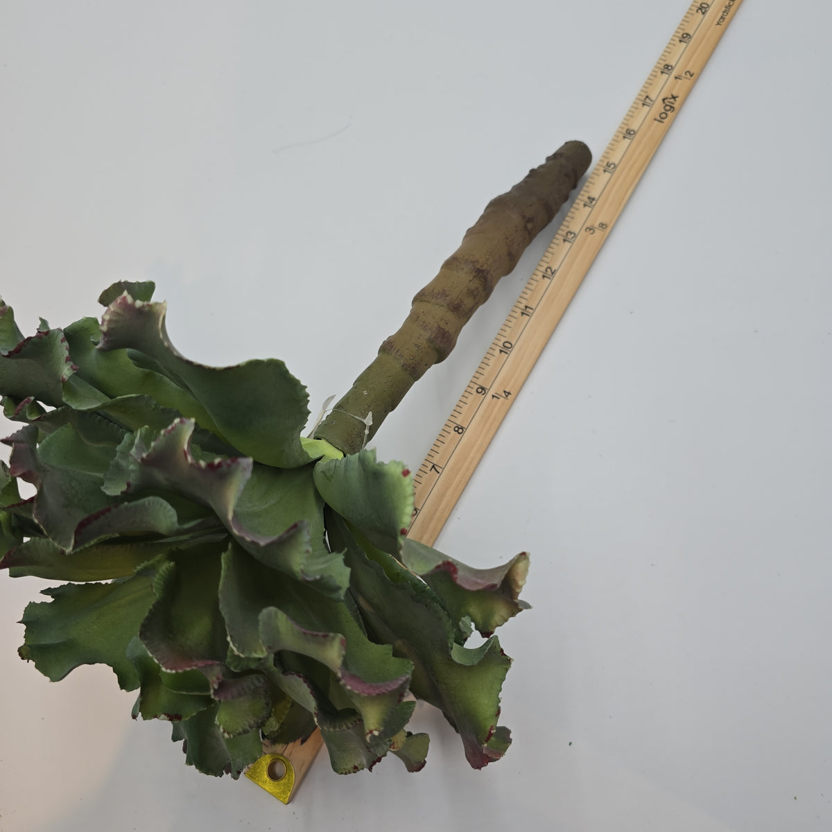 14&quot; Ruffled Echeveria-#ce1132