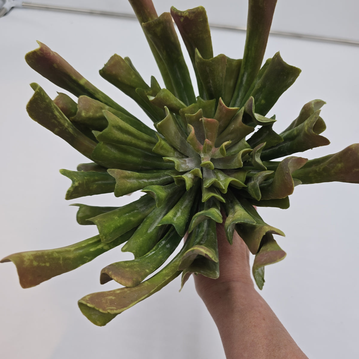 12&quot; Aeonium--#ca0014-gr/mv