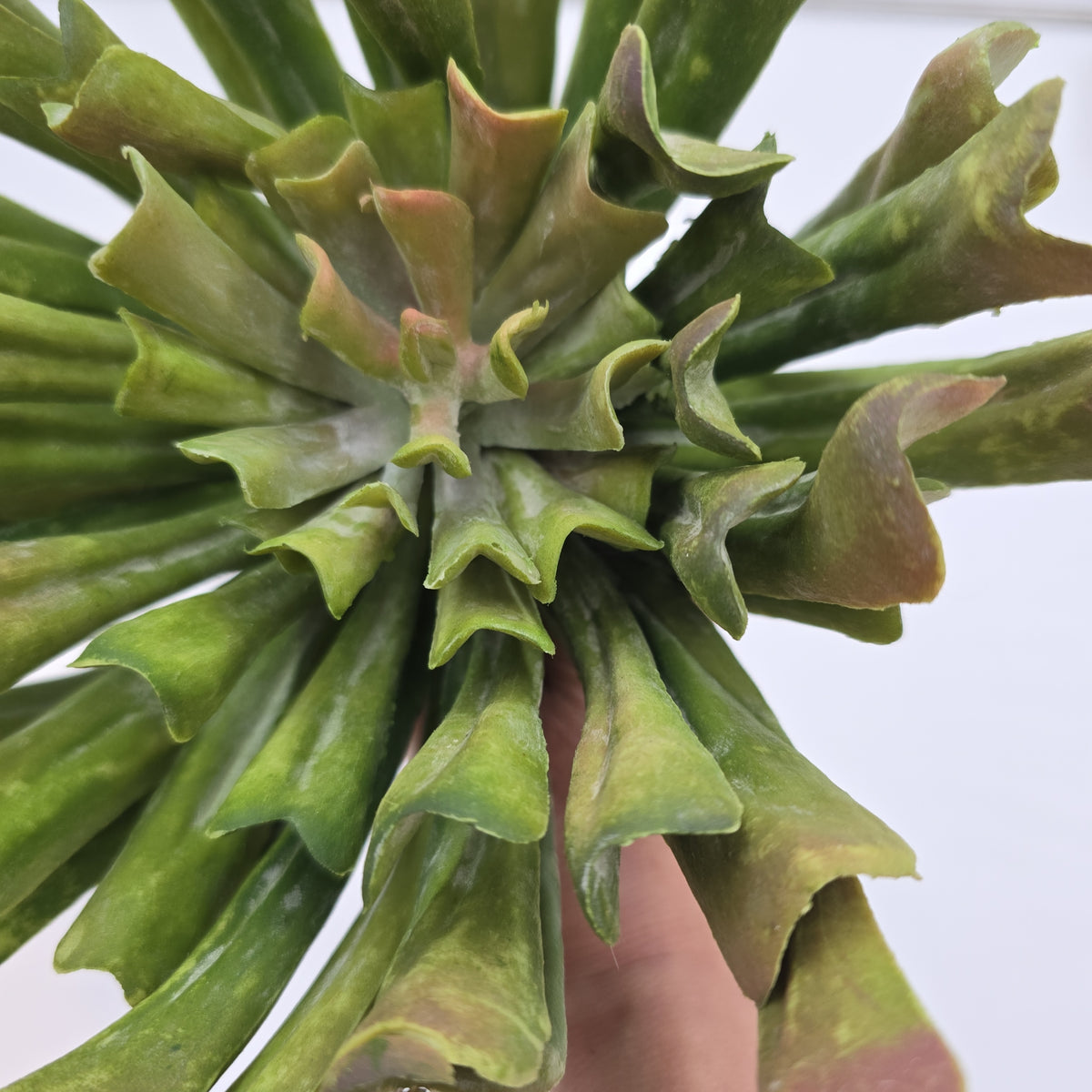 12&quot; Aeonium--#ca0014-gr/mv