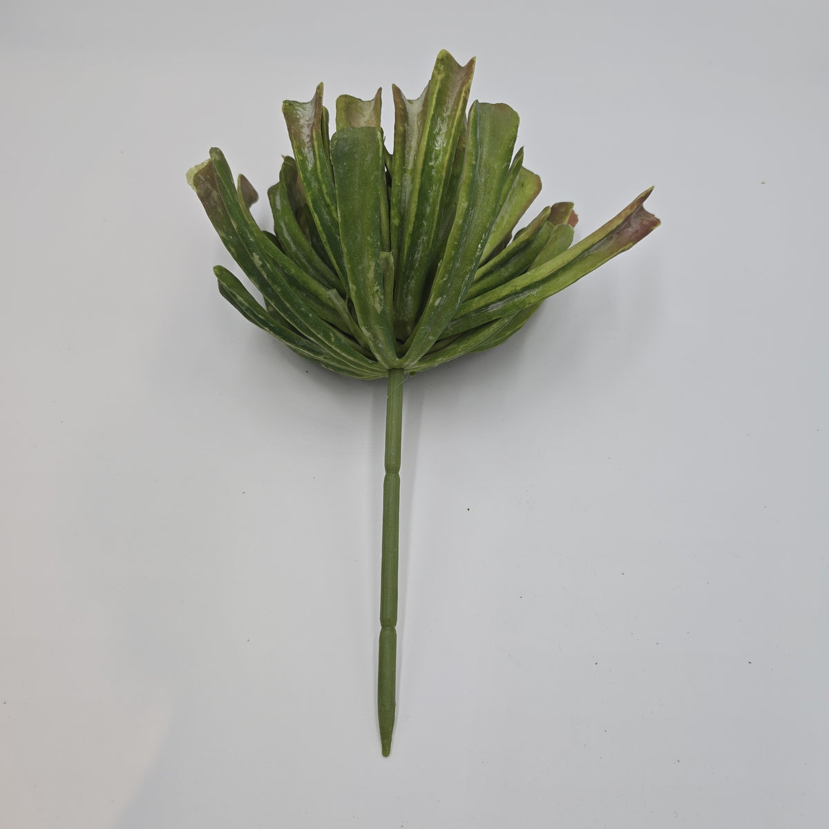 12&quot; Aeonium--#ca0014-gr/mv