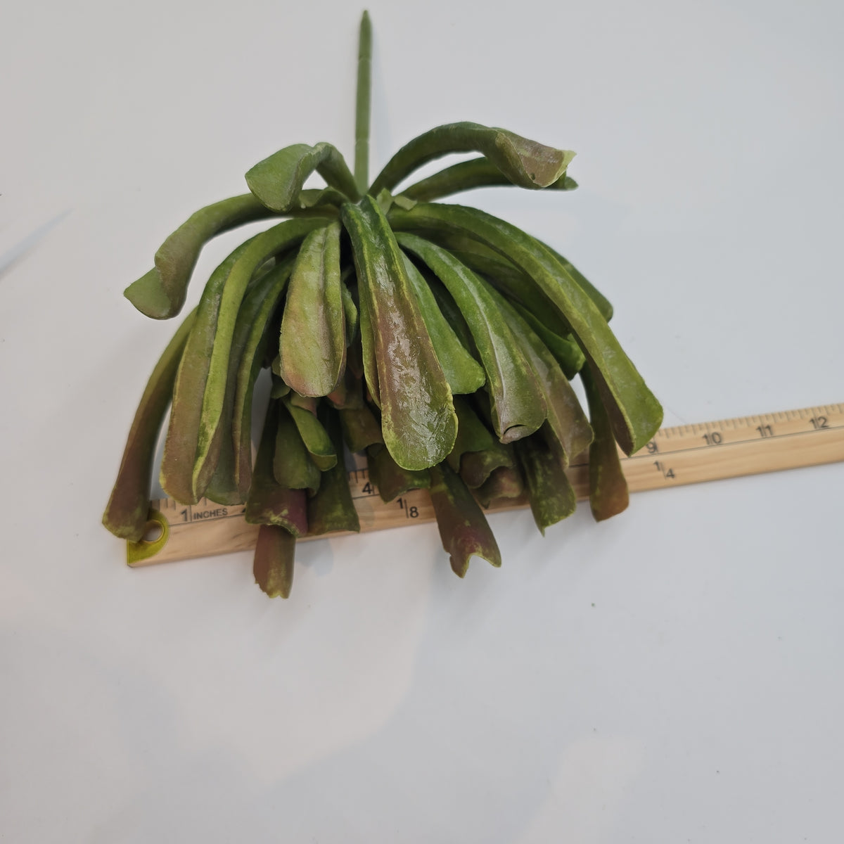 12&quot; Aeonium--#ca0014-gr/mv