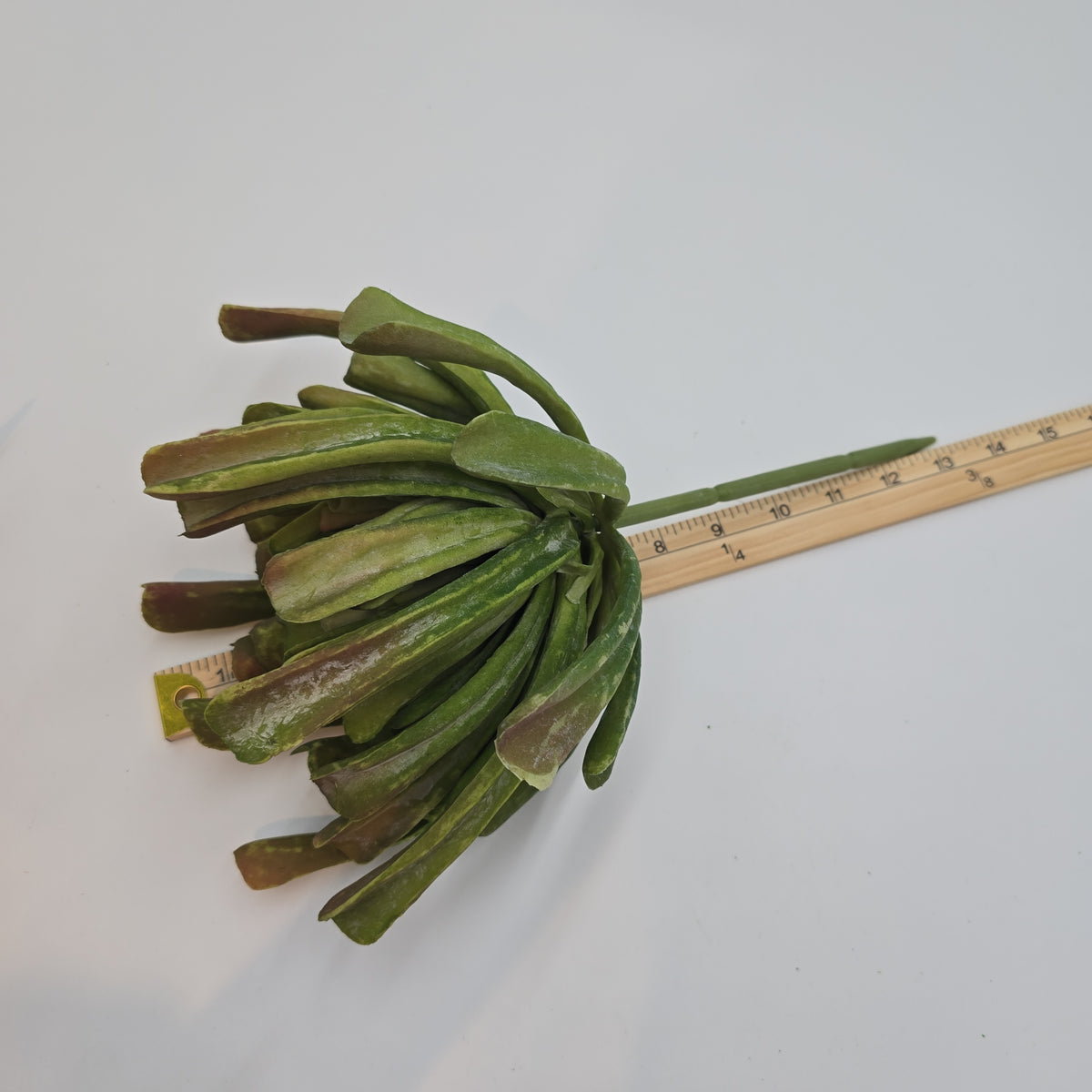 12&quot; Aeonium--#ca0014-gr/mv