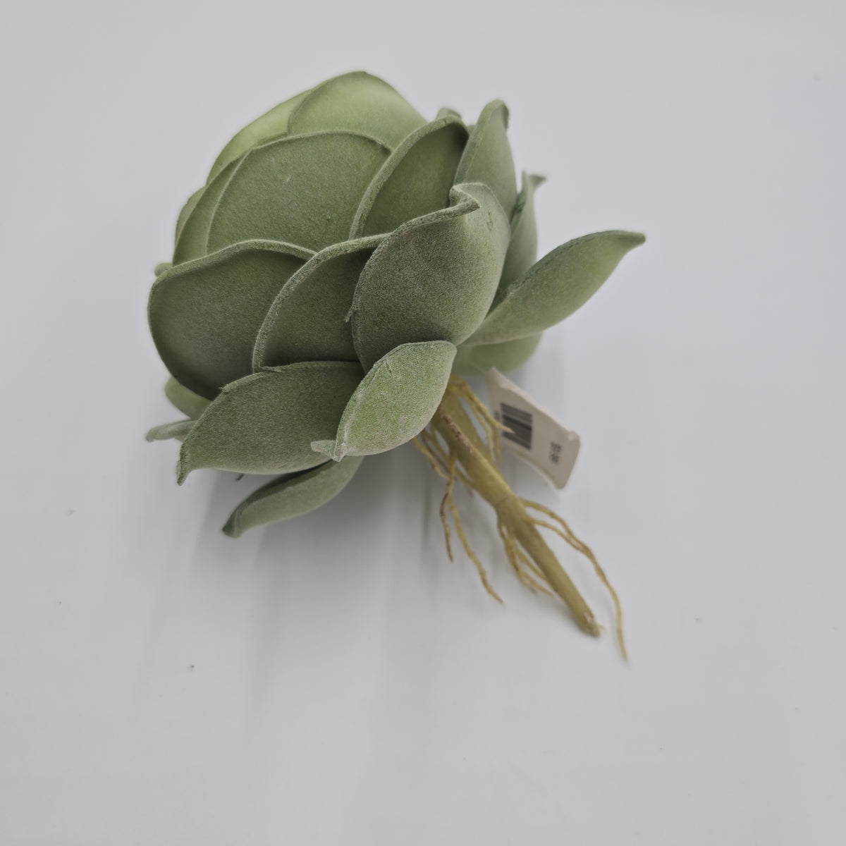 6&quot; Rose Echeveria--ce1811-gr/fk