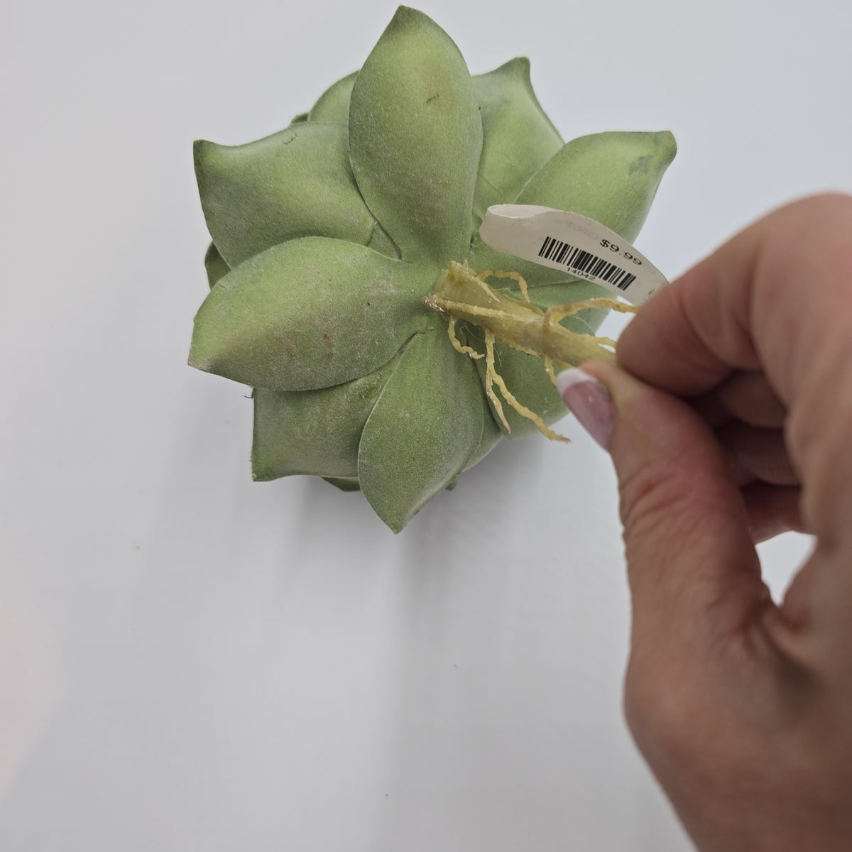 6&quot; Rose Echeveria--ce1811-gr/fk