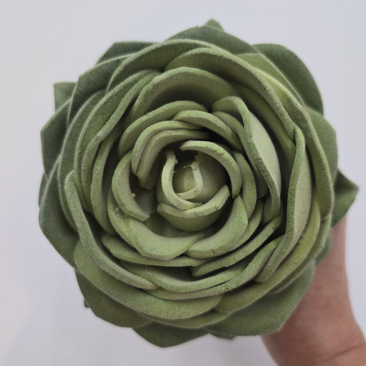 6&quot; Rose Echeveria--ce1811-gr/fk