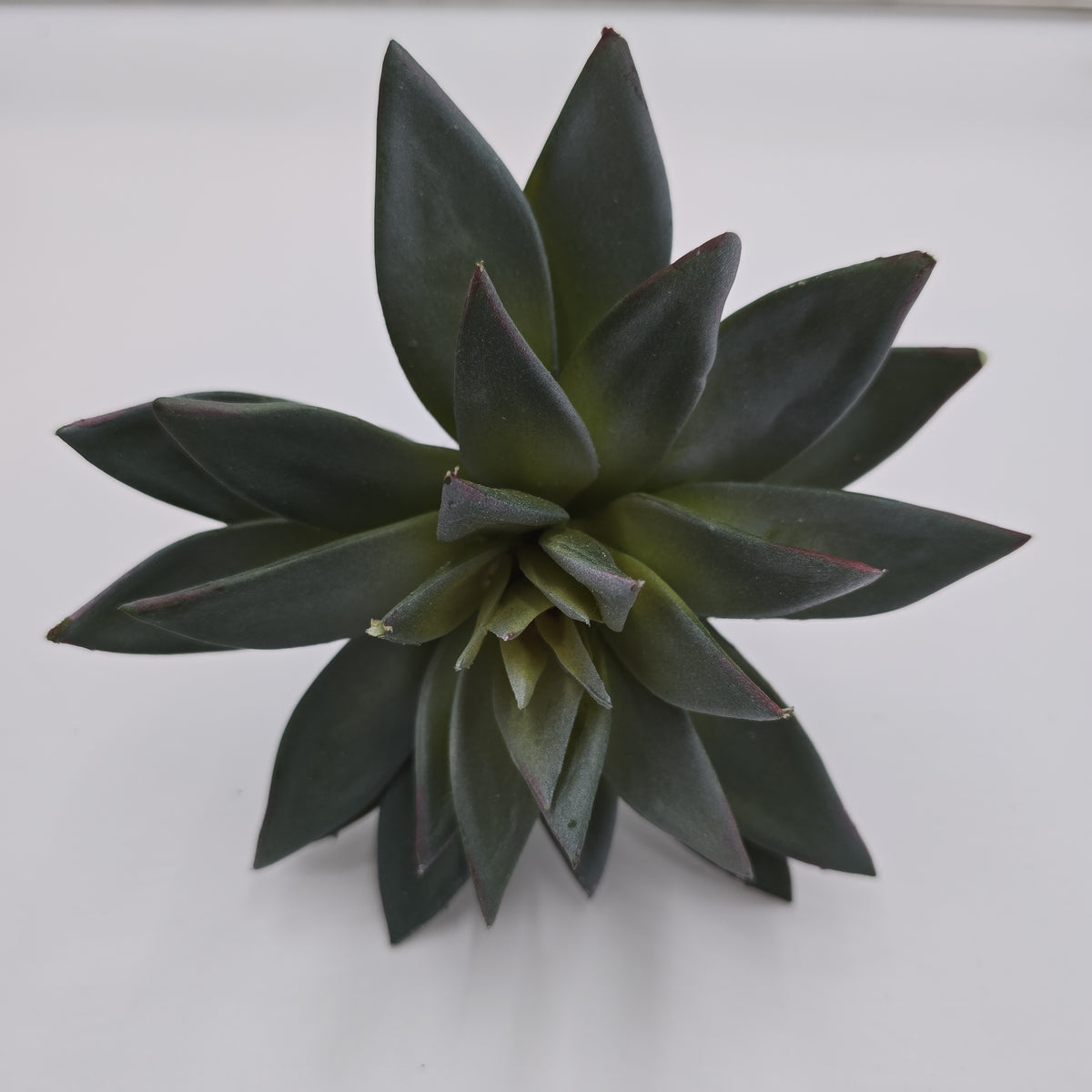 9&quot;D ECHEVERIA--CE3197-GR/GY