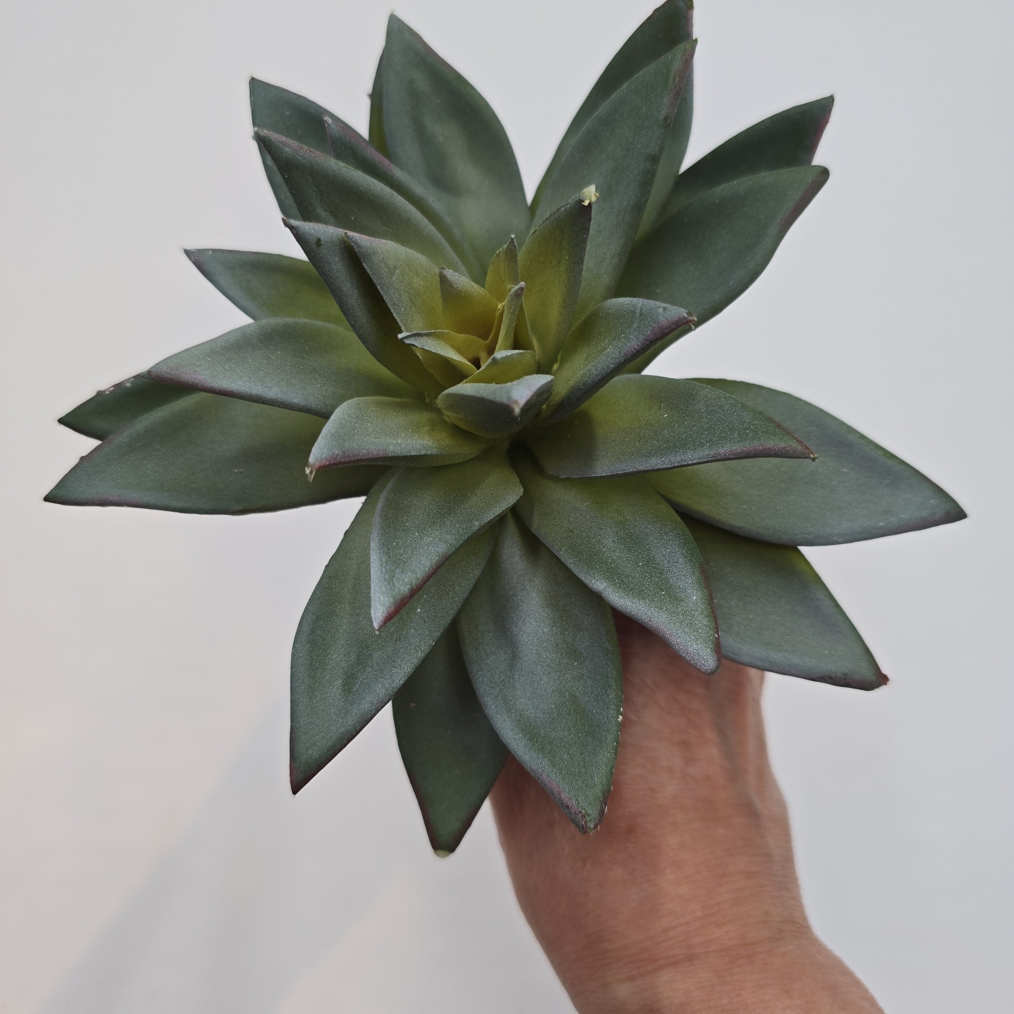 9"D ECHEVERIA--CE3197-GR/GY