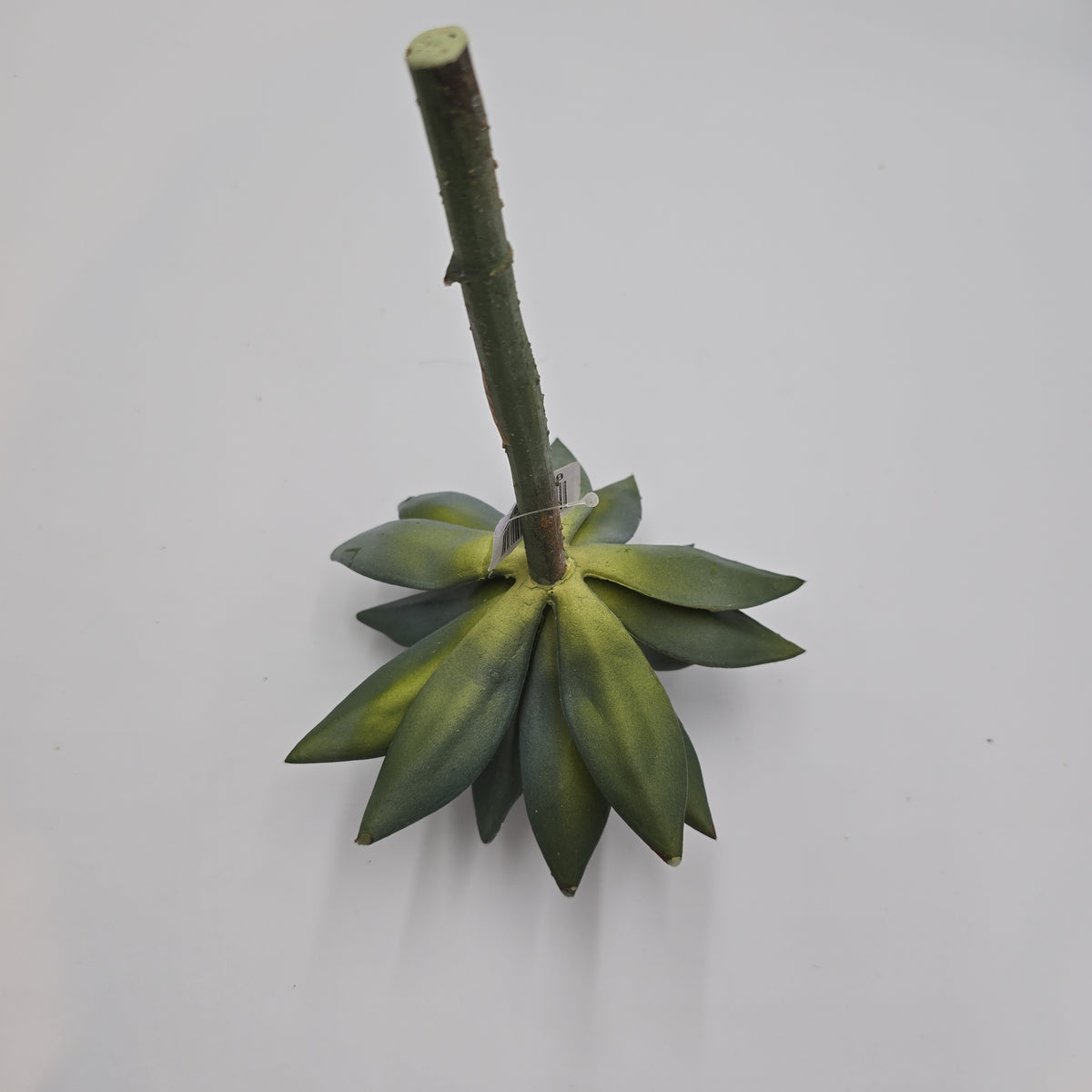 9&quot;D ECHEVERIA--CE3197-GR/GY